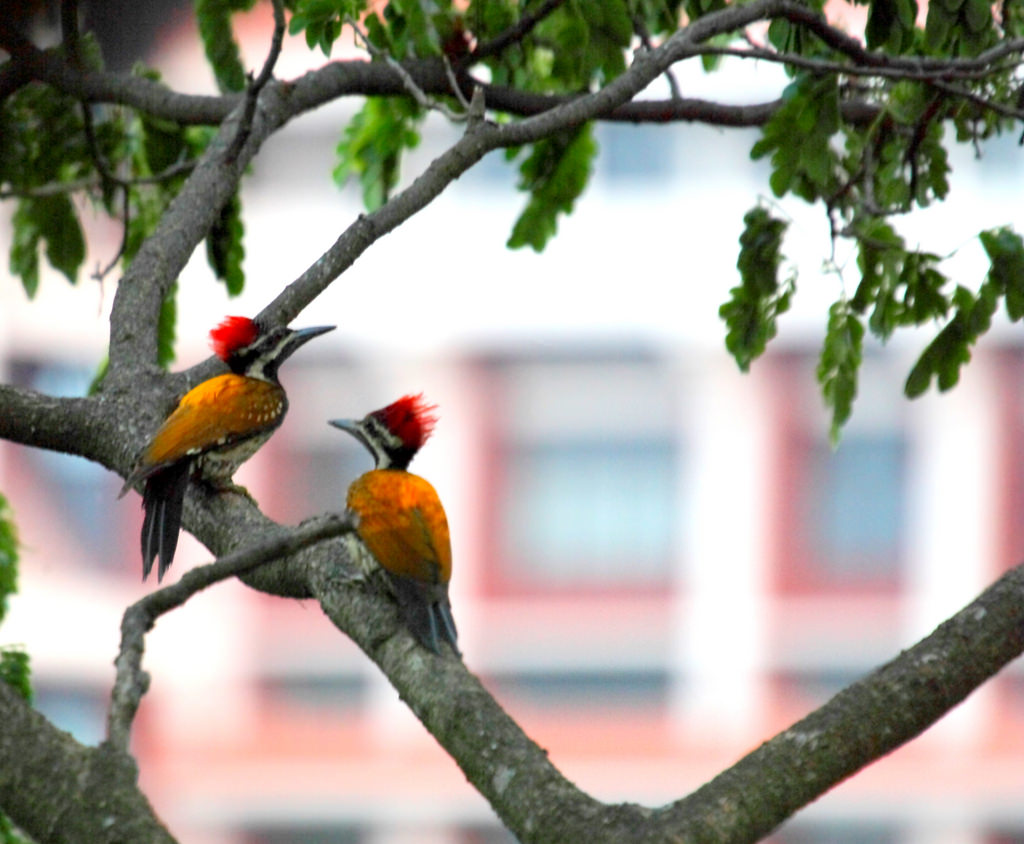 Mangalavanam Bird Sanctuary